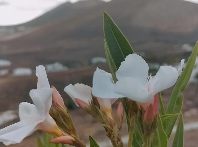 La Morreta I - Lanzarote * Conil