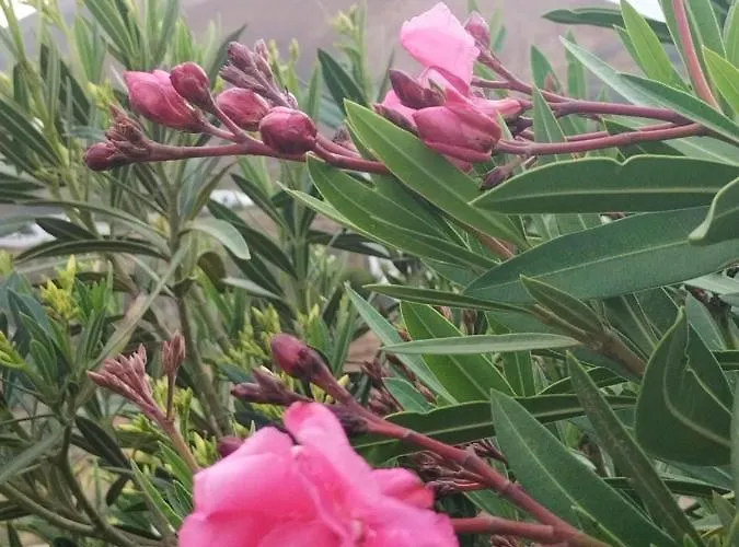 Apartman La Morreta I - Lanzarote