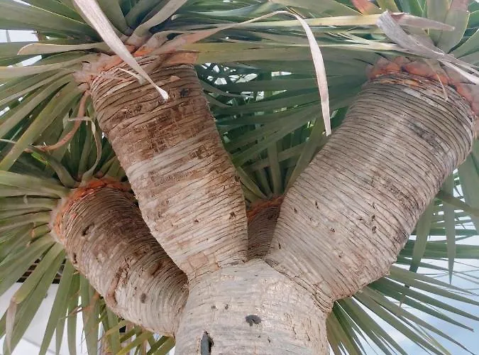 Appartamento La Morreta I - Lanzarote